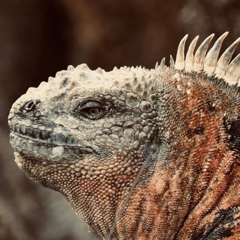Christmas_Iguana_Close_Up.jpg