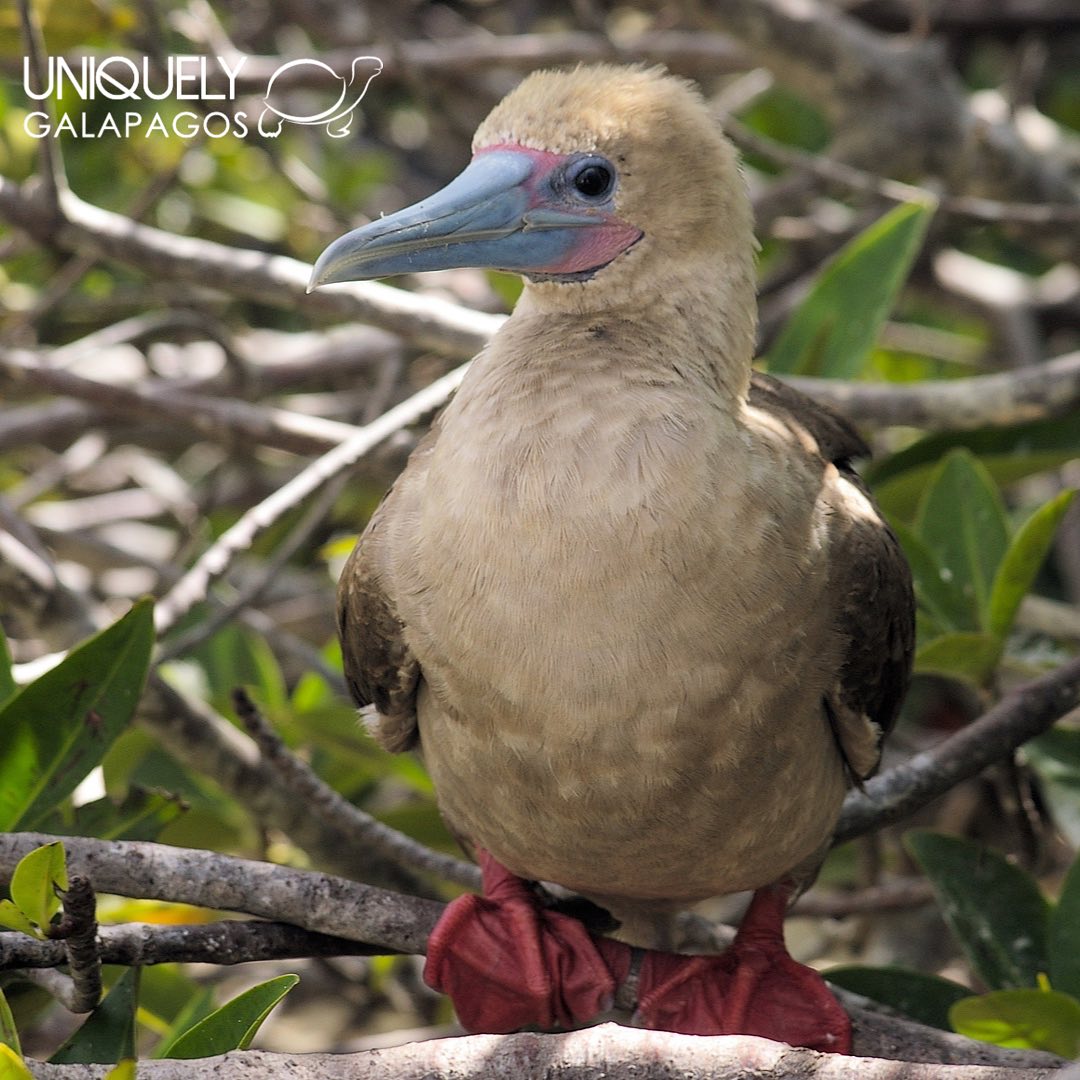 North Eastern Islands Galapagos Cruise