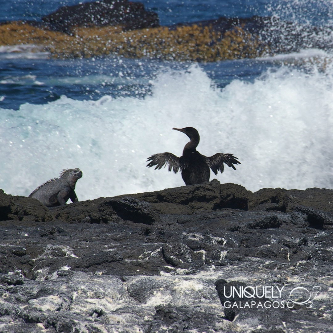 Western Islands Galapagos Cruise