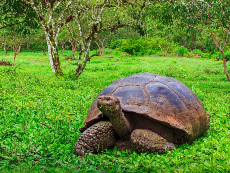 4 day Galapagos Island Express Hopping 2025