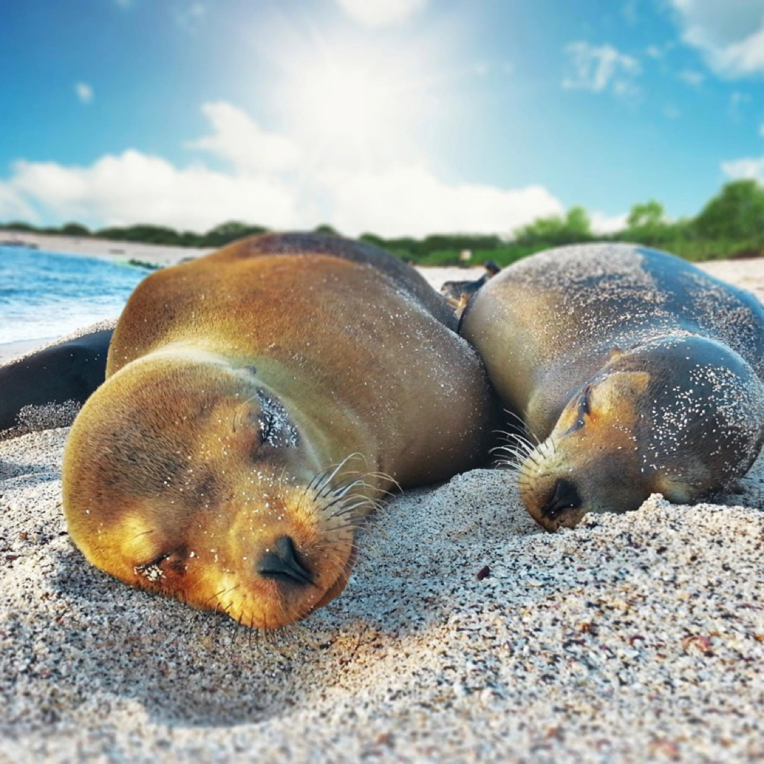 8 day Galapagos Eco Island Hopping 2026